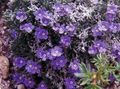   lila Kerti Virágok Sarkvidéki Nefelejcs, Alpesi Nefelejcs / Eritrichium fénykép