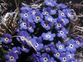   bleu les fleurs du jardin Arctique Forget-Me-Not, Alpine Forget-Me-Not / Eritrichium Photo