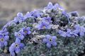 Arctique Forget-Me-Not, Alpine Forget-Me-Not