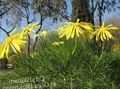  amarelo Flores do Jardim Arbusto De Margarida, Euryops Verdes foto