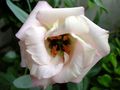   weiß Gartenblumen Prärieenzian, Lisianthus, Texas Bluebell / Eustoma Foto