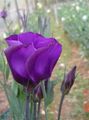   фиолетовый Садовые Цветы Эустома (Лизиантус) / Eustoma Фото