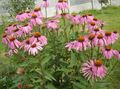   rosa Hage blomster Coneflower, Østlige Coneflower / Echinacea Bilde