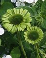   verde Gradina Flori Coneflower, Coneflower Est / Echinacea fotografie