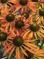   orange Hage blomster Coneflower, Østlige Coneflower / Echinacea Bilde