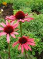   sarkans Dārza Ziedi Coneflower, Austrumu Coneflower / Echinacea Foto