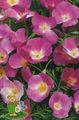   lilás Flores do Jardim Papoila De Califórnia / Eschscholzia californica foto