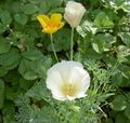   hvid Have Blomster California Valmue / Eschscholzia californica Foto