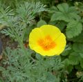   geltonas Sodo Gėlės California Poppy / Eschscholzia californica Nuotrauka