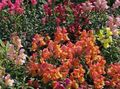   πορτοκάλι Λουλούδια κήπου Snapdragon, Ρύγχος Νυφίτσα Του / Antirrhinum φωτογραφία