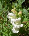   bijela Vrtne Cvjetovi Snapdragon, Weasel Je Gubica / Antirrhinum Foto