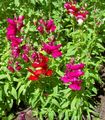  წითელი ბაღის ყვავილები Snapdragon, Weasel ის Snout / Antirrhinum სურათი