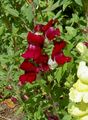   οινώδης Λουλούδια κήπου Snapdragon, Ρύγχος Νυφίτσα Του / Antirrhinum φωτογραφία