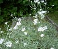   biały Ogrodowe Kwiaty Yaskolka / Cerastium zdjęcie