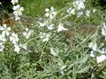   branco Flores do Jardim Neve-Em-Verão / Cerastium foto
