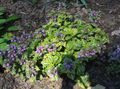   lilas les fleurs du jardin Lamium, Ortie Photo