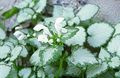   бял Градински цветове Lamium, Мъртва Коприва снимка