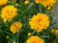   gul Have Blomster Tickseed / Coreopsis Foto