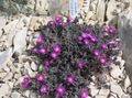   lilla Hage blomster Hardfør Is Plante / Delosperma Bilde