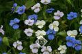   თეთრი დღეს ყვავილების, Spiderwort, ქვრივებს ცრემლები / Commelina სურათი