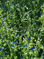   mavi Bahçe Çiçekleri Gün Çiçeği, Spiderwort, Gözyaşları Dul / Commelina fotoğraf