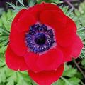   sarkans Dārza Ziedi Kronis Windfower, Grieķu Windflower, Magones Anemone / Anemone coronaria Foto