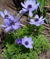   světle modrá Zahradní květiny Koruna Windfower, Řecký Sasanka, Mák Sasanka / Anemone coronaria fotografie