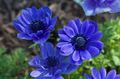   μπλε Λουλούδια κήπου Στέμμα Windfower, Grecian Windflower, Παπαρούνα Ανεμώνη / Anemone coronaria φωτογραφία
