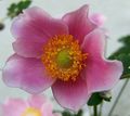   ružičasta Vrtne Cvjetovi Kruna Windfower, Grecian Sasa, Mak Anemona / Anemone coronaria Foto