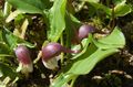   burgundia Gradina Flori Plantă Mouse, Plante Șoricel / Arisarum proboscideum fotografie
