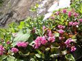   rózsaszín Kerti Virágok Schizocodon Soldanelloides fénykép