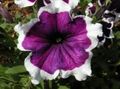   lilla Hage blomster Petunia Fortunia / Petunia x hybrida Fortunia Bilde