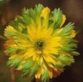   绿 园林花卉 阿多尼斯 / Adonis amurensis 照