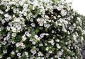   baltas Sodo Gėlės Bacopa (Sutera) Nuotrauka