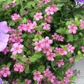   pink Have Blomster Bacopa (Sutera) Foto