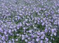   šviesiai mėlynas Sodo Gėlės Bacopa (Sutera) Nuotrauka