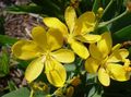   κίτρινος Λουλούδια κήπου Κρίνος Βατόμουρο, Κρίνο Λεοπάρδαλη / Belamcanda chinensis φωτογραφία
