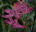   lilac Garden Flowers Blackberry Lily, Leopard Lily / Belamcanda chinensis Photo