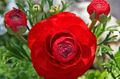  赤 庭の花 ラナンキュラス、ペルシャキンポウゲ、ターバンキンポウゲ、ペルシャクロウフット / Ranunculus asiaticus フォト