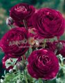   бордовий Садові Квіти Ранункулюс (Лютик Азіатський) / Ranunculus asiaticus Фото