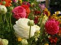   ホワイト 庭の花 ラナンキュラス、ペルシャキンポウゲ、ターバンキンポウゲ、ペルシャクロウフット / Ranunculus asiaticus フォト