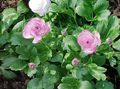   lilla Have Blomster Ranunkel, Persisk Ranunkel, Turban Ranunkel, Persisk Crowfoot / Ranunculus asiaticus Foto