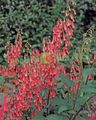   červená Záhradné kvety Mys Fuchsie / Phygelius capensis fotografie