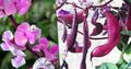   rose les fleurs du jardin Rubis Lueur Lablab / Dolichos lablab, Lablab purpureus Photo