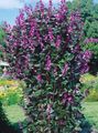   lilla I fiori da giardino Ruby Fagiolo Bagliore Giacinto / Dolichos lablab, Lablab purpureus foto