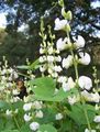   wit Tuin Bloemen Ruby Gloed Hyacint Bean / Dolichos lablab, Lablab purpureus foto