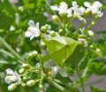   белый Садовые Цветы Кардиоспермум / Cardiospermum halicacabum Фото