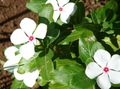   beyaz Bahçe Çiçekleri Gül Cezayir Menekşesi, Acı Yasemin, Madagaskar Cezayir Menekşesi, Eski Hizmetçi, Vinca / Catharanthus roseus = Vinca rosea fotoğraf
