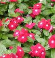   červená Zahradní květiny Růže Brčál, Kajenský Pepř Jasmín, Madagaskar Brčál, Stará Panna, Vinca / Catharanthus roseus = Vinca rosea fotografie
