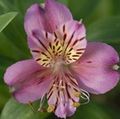   紫丁香 六出花，秘鲁百合，印加百合 / Alstroemeria 照